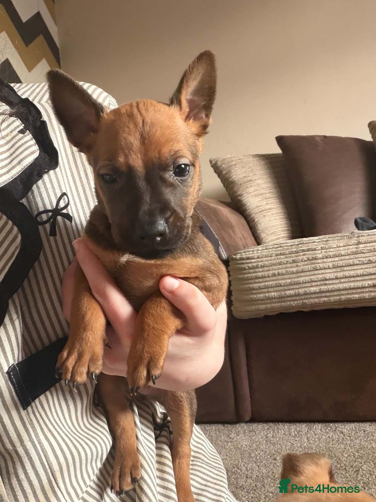 Mixed Breed dogs for sale: Stunning mixed liter of Belgiu malis x staff pups  - Advert 1