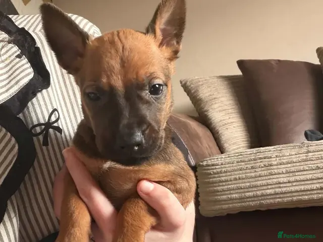 Mixed Breed dogs for sale: 5⭐️ mixed liter of Belgiu malis x staff pups - Advert 1