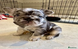 French Bulldog dogs for sale: Visual Fluffy French Bulldogs x 4 Male - Advert 11
