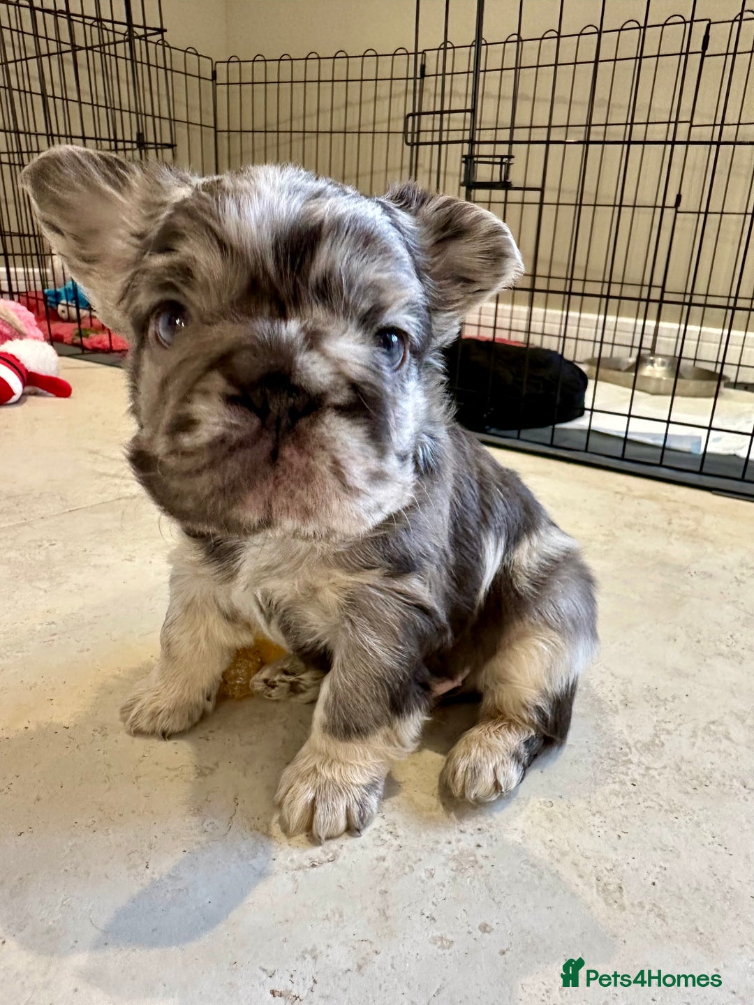 French Bulldog dogs for sale: Visual Fluffy French Bulldogs x 4 Male - Advert 11