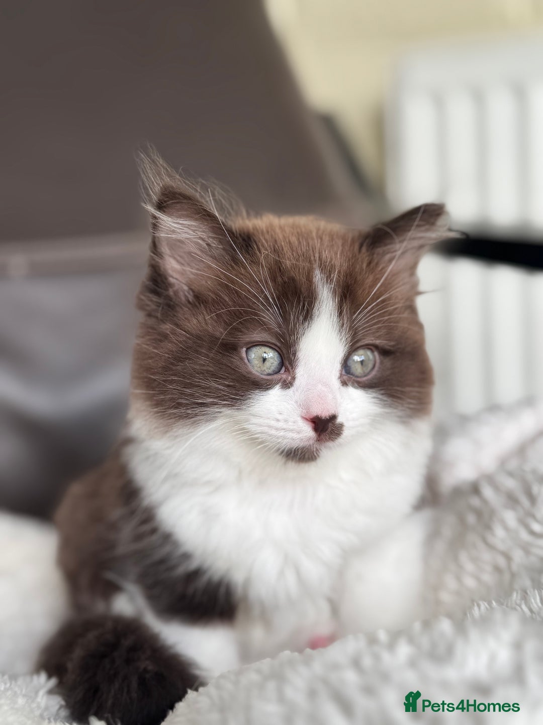 Ragdoll cats for sale: 5 beautiful kittens, 3/4 ragdoll 1/4 tabby - Advert 22