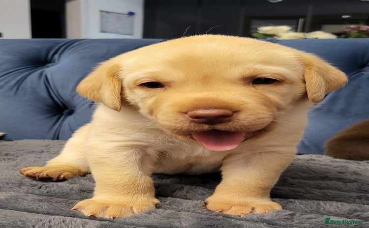 Labrador Retriever dogs - Advert 2