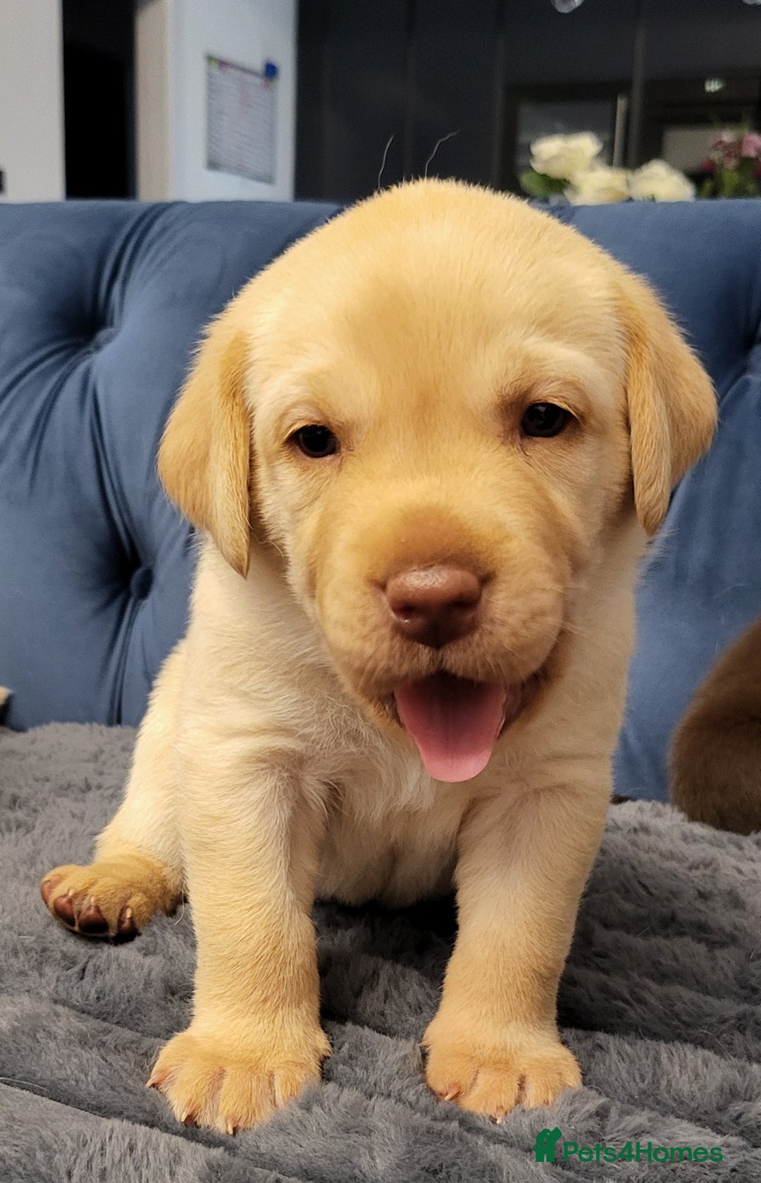 Labrador Retriever dogs for sale: 3 beautiful labrador puppies - Image 1