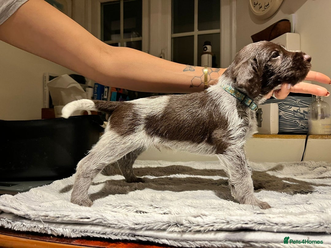 German Wirehaired Pointer dogs for sale: German Wirehaired Pointer pups - ready soon! - Advert 16