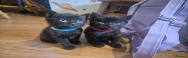 British Shorthair 2