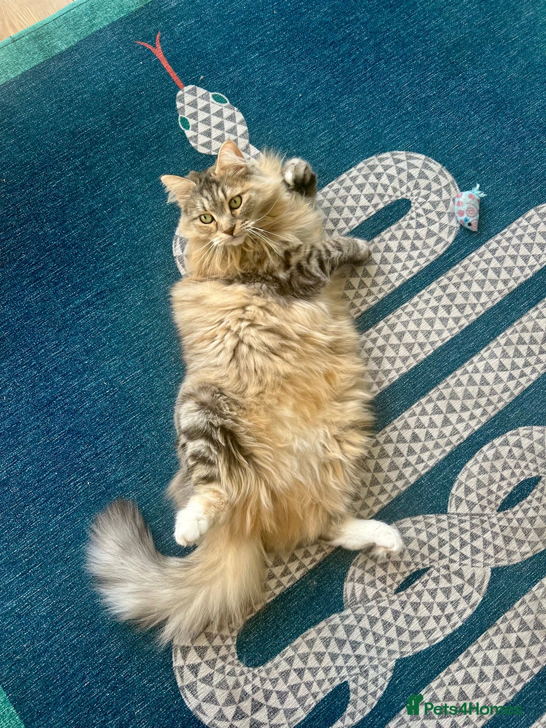 Siberian cats for sale: Pure Siberian Cat To Rehome - Advert 3