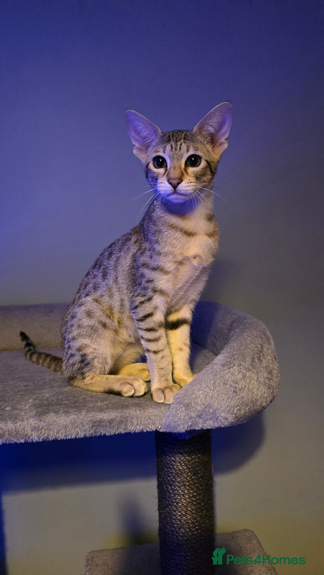 Savannah cats for sale: Savannah kittens F8 - Ready to leave!  - Advert 3