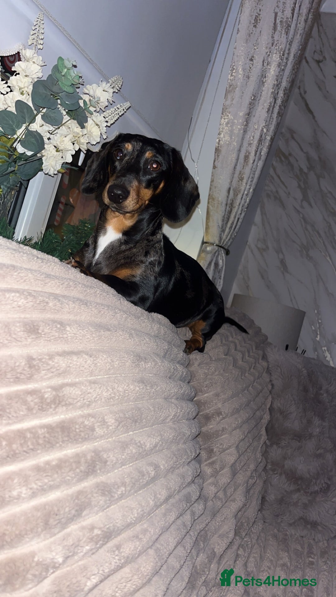 Miniature Dachshund dogs for sale: Mini Dachshund - Advert 3
