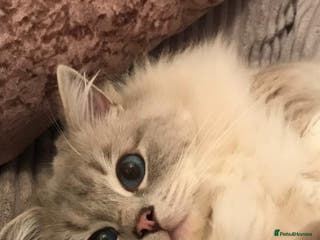 Ragdoll cats Most gorgeous boy romeo! :) - Advert 9