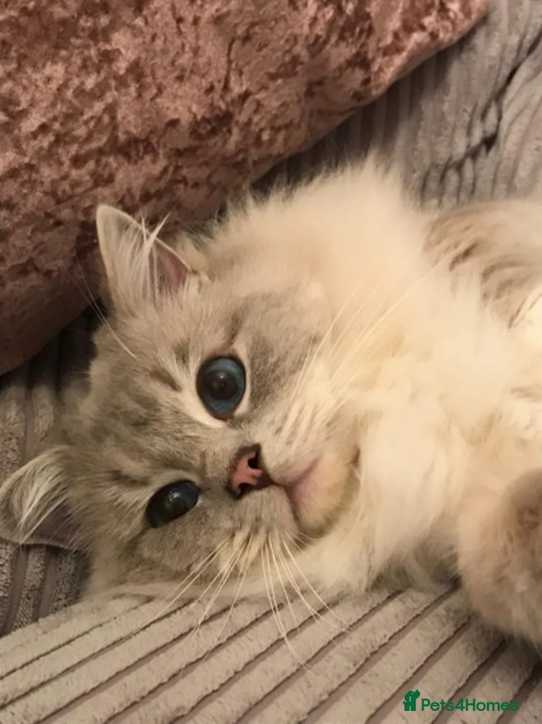 Ragdoll cats for stud: Most gorgeous boy romeo! :)  - Advert 1