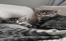 British Shorthair cats for sale: Two female shorthair kittens - must go together - Image 1