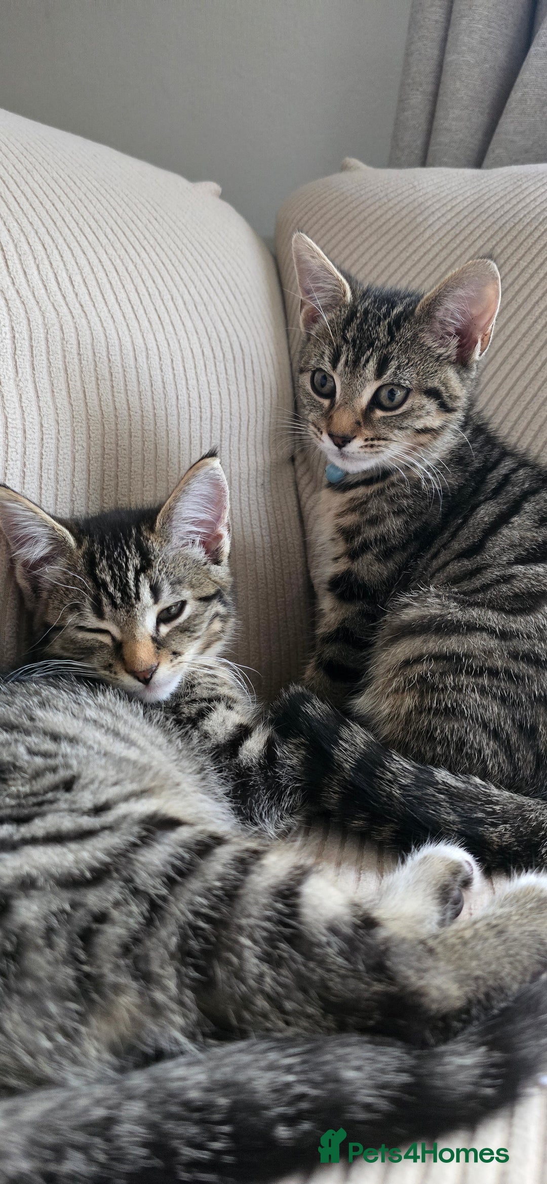 British Shorthair cats for sale: Two female shorthair kittens - must go together - Image 1