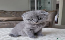 Scottish Fold cats for sale: Top Pedigree Scottish Fold boy (TICA reg) - Image 1