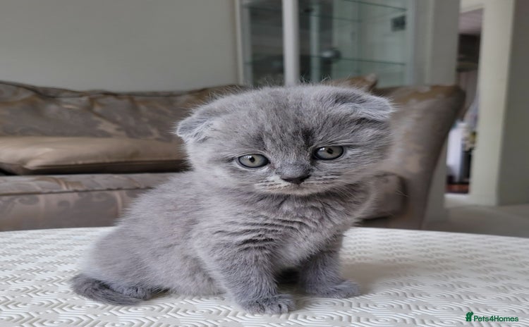 Scottish Fold cats - Advert 12