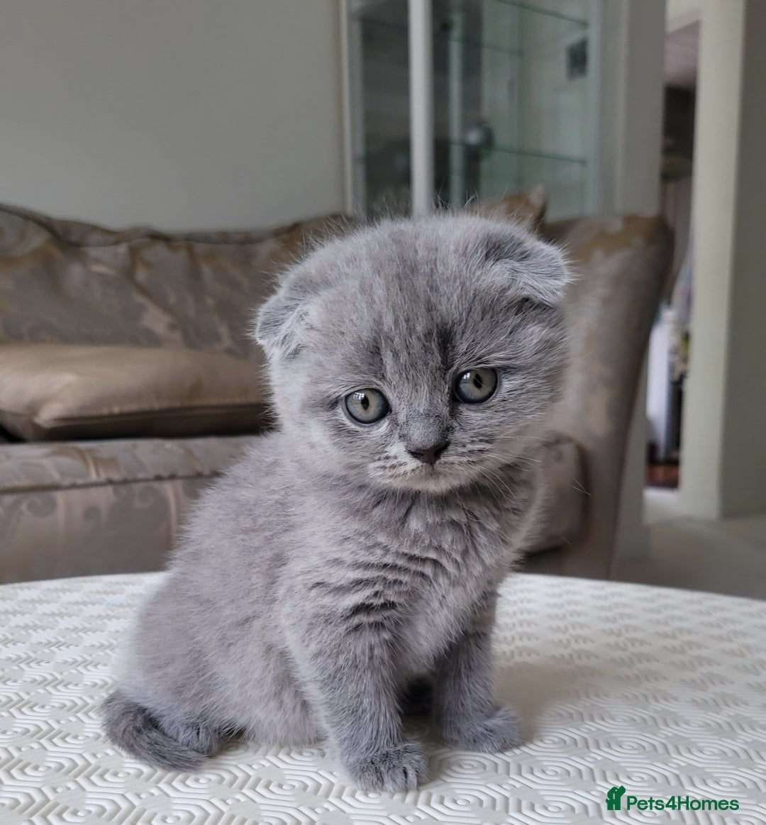 Scottish Fold cats for sale: Top Pedigree Scottish Fold boy (TICA reg) - Image 1