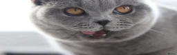 British Shorthair cats for sale: 🧸 Stunning GCCF BSH Female Champion Bloodlines ✨ - Advert 9