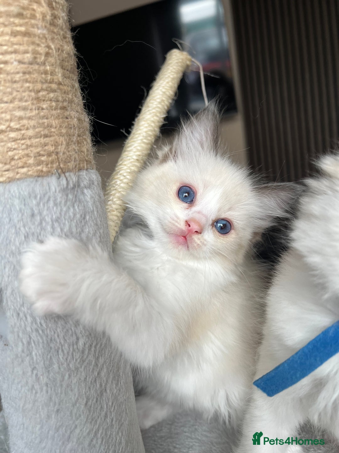Ragdoll cats for sale: Registered Ragdoll kitttens for sale - Image 23