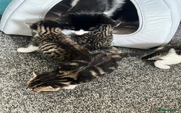 Mixed Breed cats for sale: Kittens - Image 5