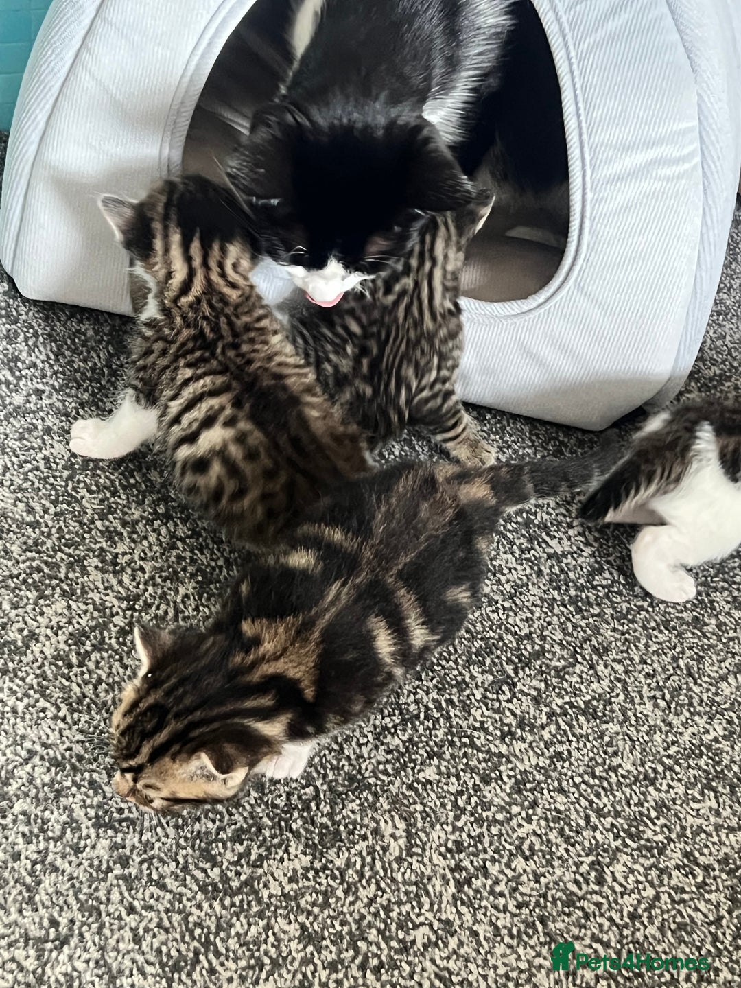 Mixed Breed cats for sale: Kittens - Image 5