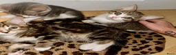 Domestic Shorthair cats for sale: 4 gorgeous male kittens 8weeks - Advert 3