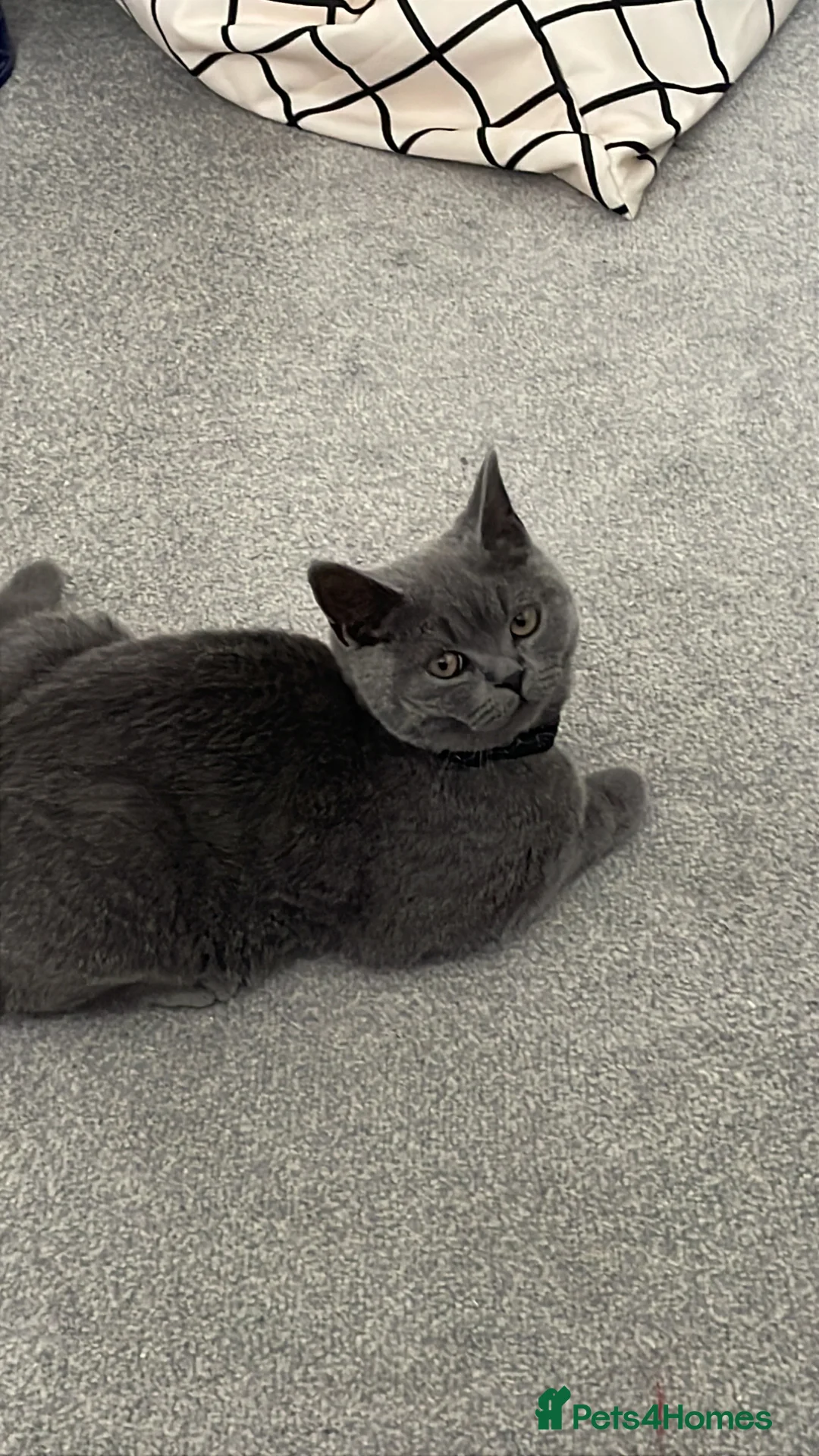 British Shorthair cats for sale: 11 month old British Blue for Sale - Advert 2