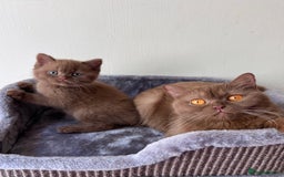 British Shorthair cats for sale: Show quality cinnamon BSH kittens - Image 8