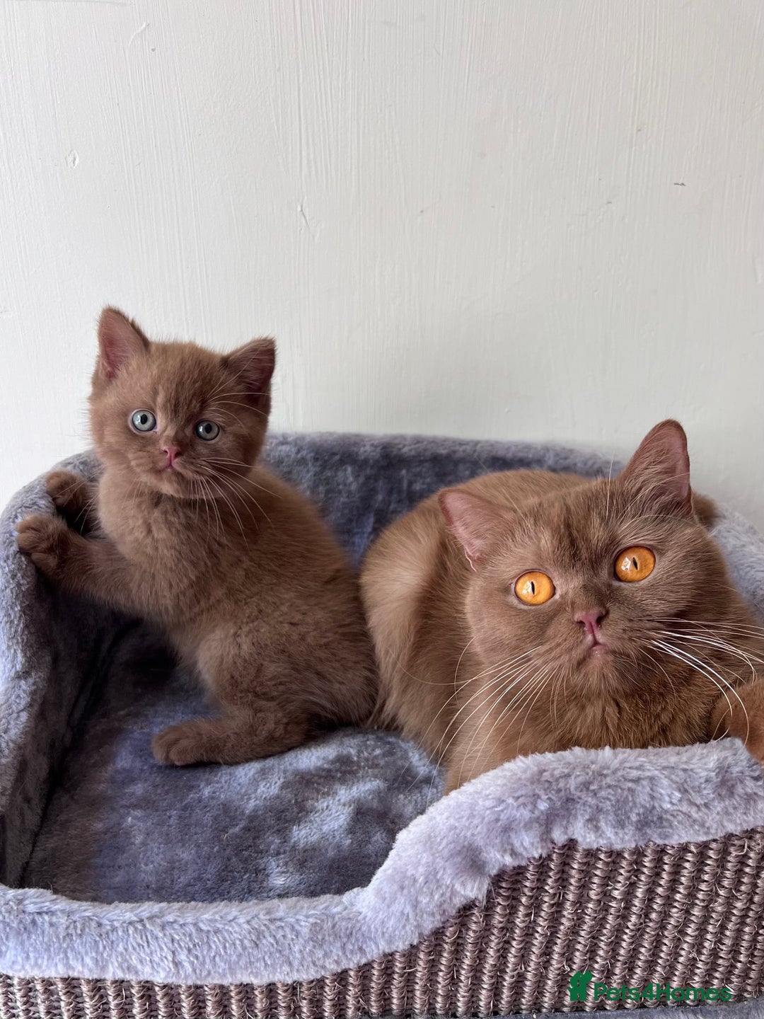British Shorthair cats for sale: Show quality cinnamon BSH kittens - Image 8
