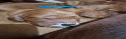 Irish Doodle dogs for sale: 🐾 Beautiful Irishdoodle Puppies - Advert 23