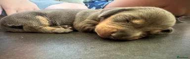 Nugget