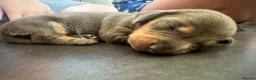 Miniature Dachshund dogs for sale: 7 gorgeous  dapple & isabella grey mini dachsunds  - Advert 9