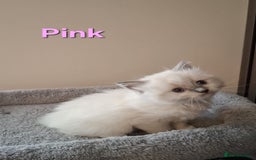 Ragdoll cats for sale: 2 female blue point ragdoll kittens  - Image 9