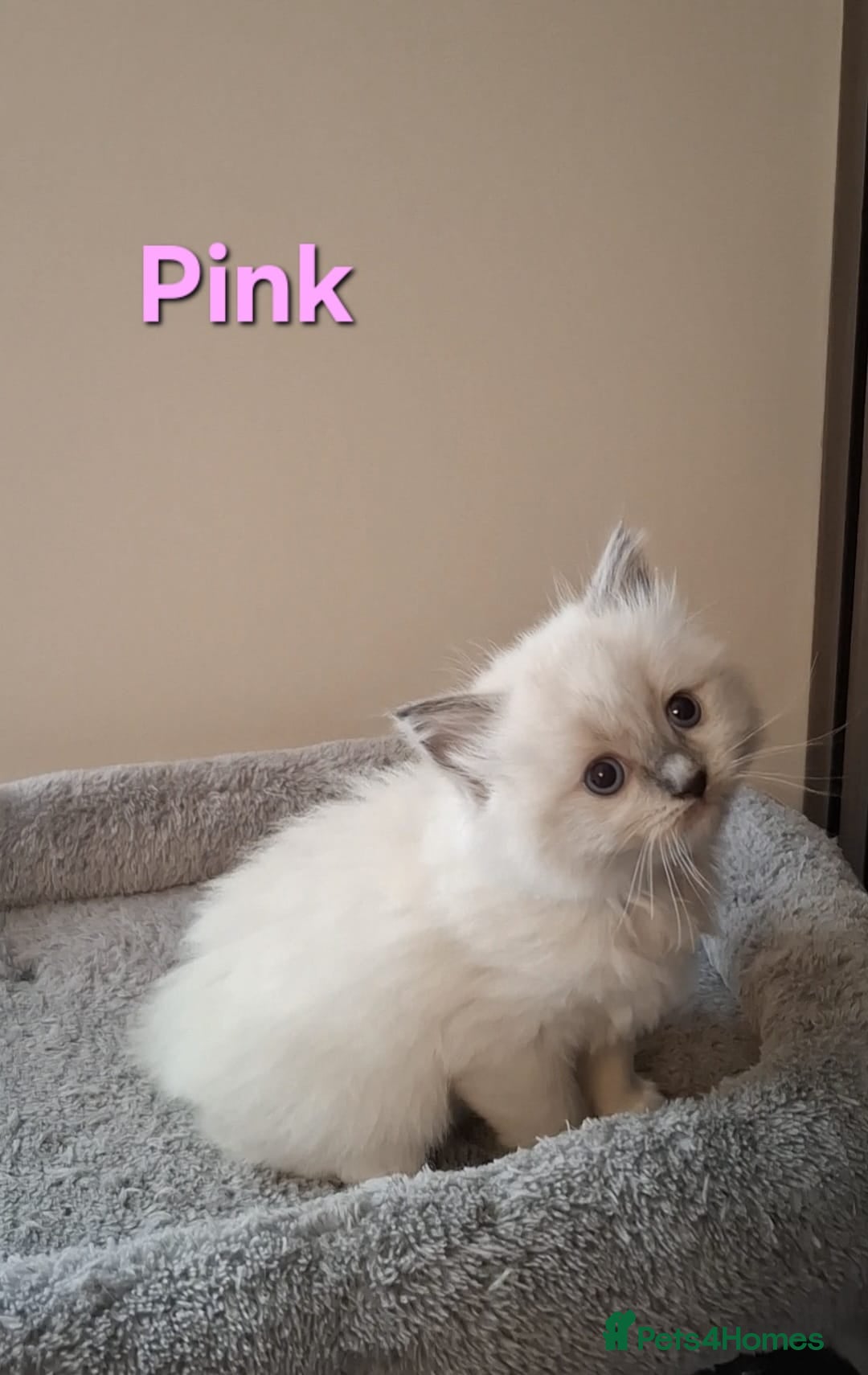 Ragdoll cats for sale: 2 female blue point ragdoll kittens  - Image 9