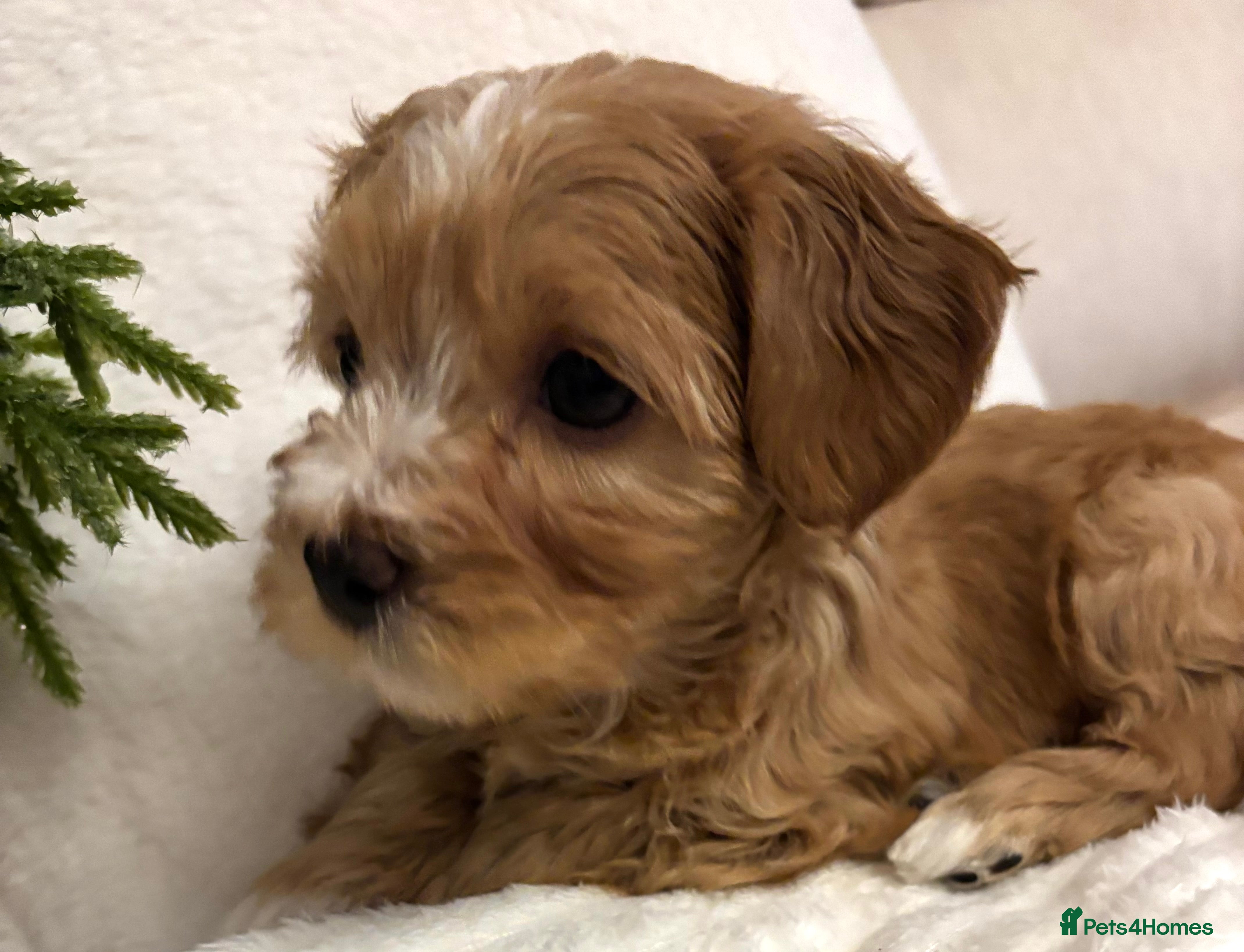 Havanese dogs 9 Beautiful Havanese Pedigree Puppies  - Advert 4