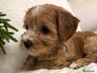 Havanese dogs 9 Beautiful Havanese Pedigree Puppies - Advert 6