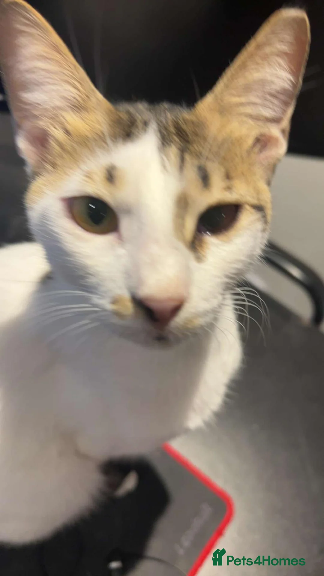 Mixed Breed cats for adoption: ANAKIN HAPPY FRIEND WITH DOG - NeuteredCuddly Calm - Advert 5