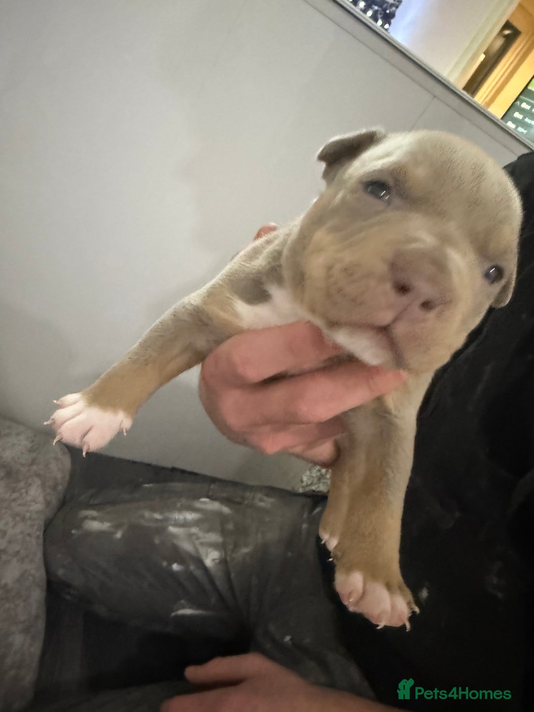 American Bully dogs for sale: Beautiful little pocket bullies for sale - Advert 20