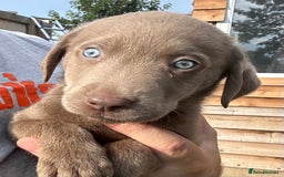 Labrador Retriever dogs for sale:  KC registered Silver and silver and tan labs  - Image 19