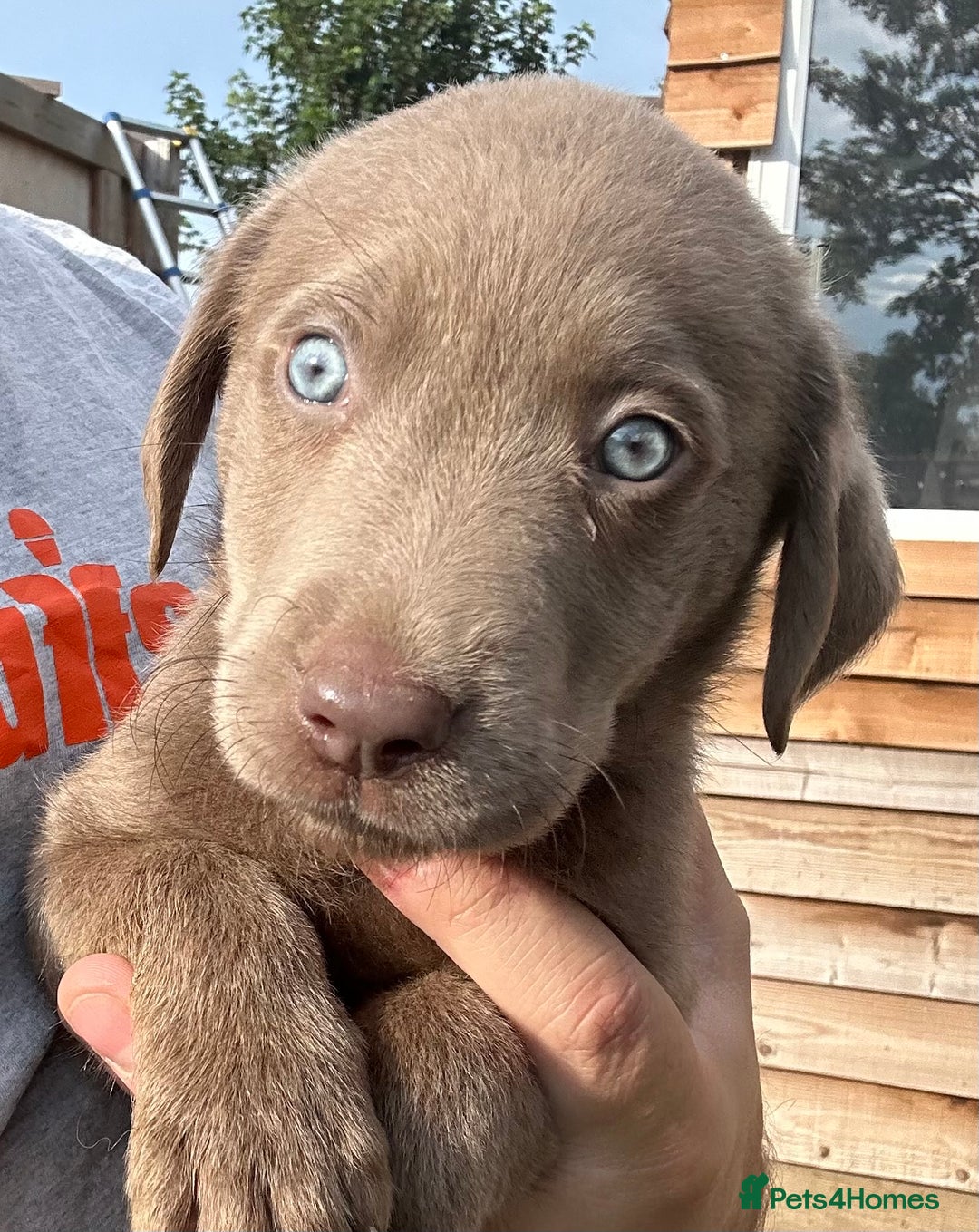 Labrador Retriever dogs for sale:  KC registered Silver and silver and tan labs  - Image 19