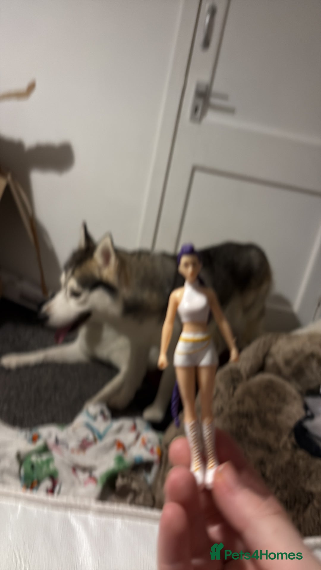 Siberian Husky dogs for sale: Husky  - Advert 2