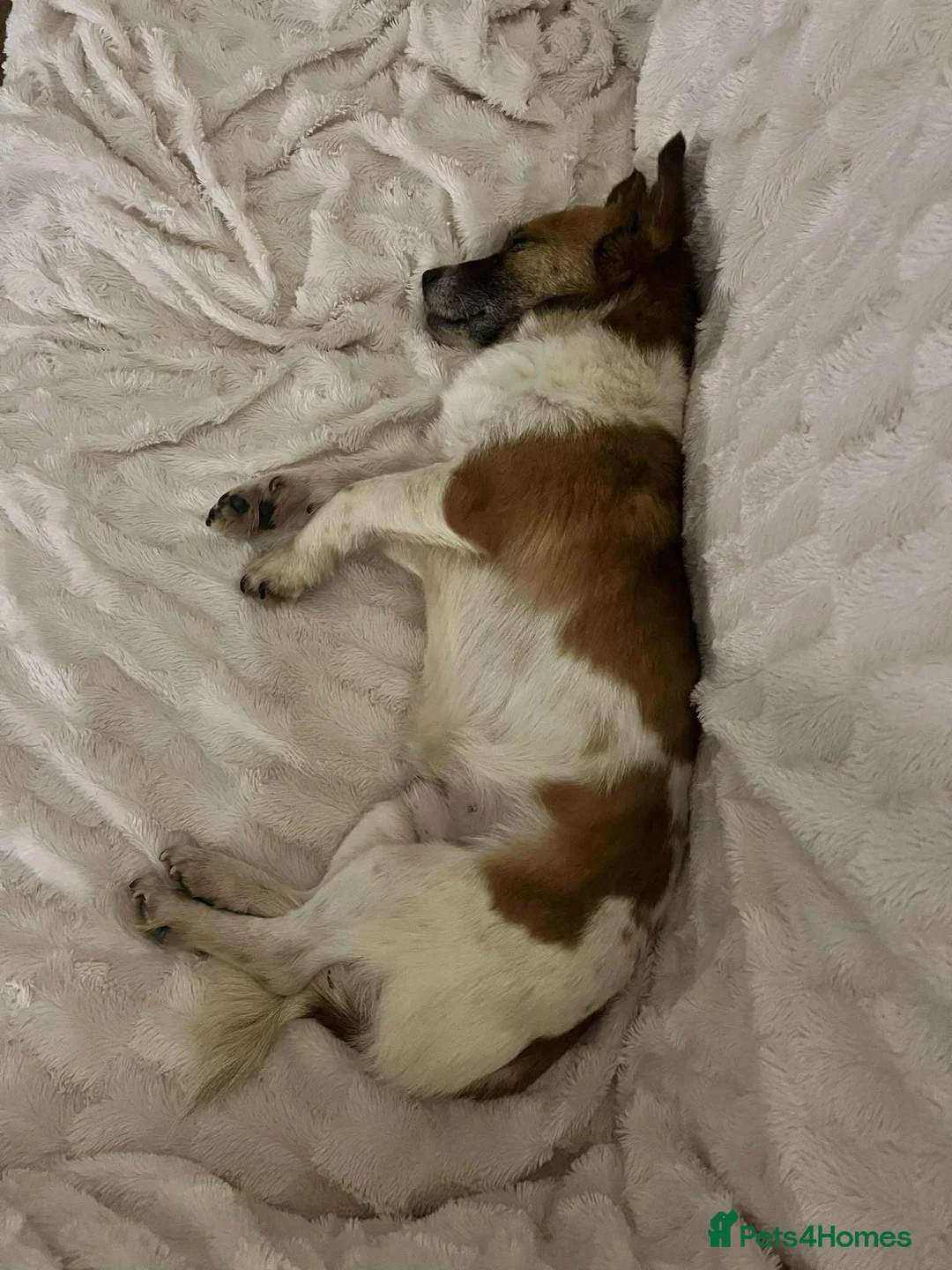 Mixed Breed dogs for adoption: Meatball for adoption - Advert 2