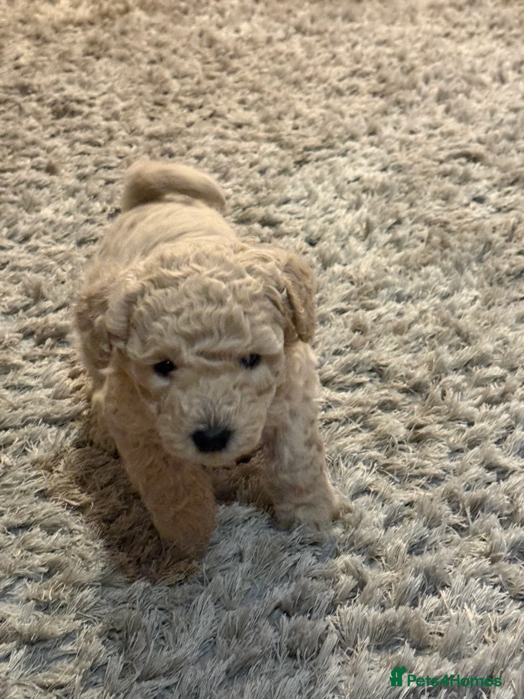 Maltipoo dogs for sale: Ready this week 🧸 - Advert 35