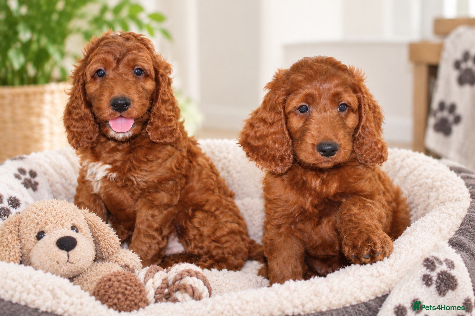Irish Doodle dogs Stunning male Irish doodle puppies - Advert 1