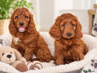 Irish Doodle dogs Stunning male Irish doodle puppies - Advert 1