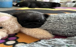 Pug dogs for sale: KCreg pug puppies for sale. - Image 32