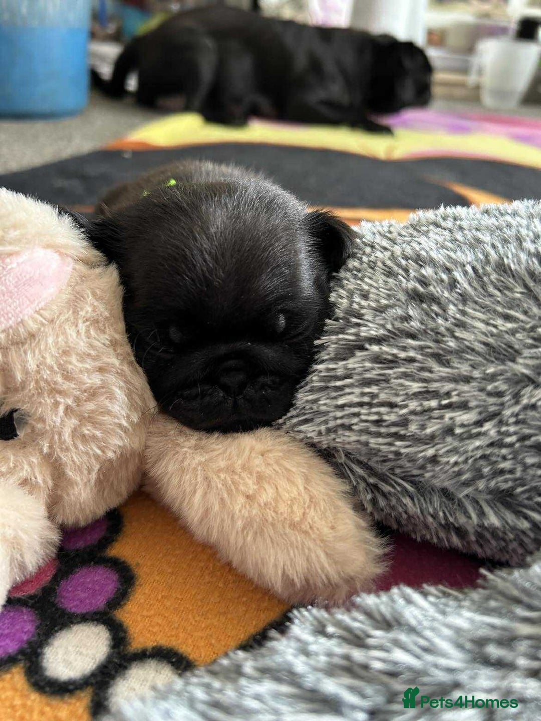 Pug dogs for sale: KCreg pug puppies for sale. - Image 32