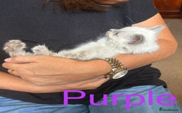 Ragdoll cats for sale: Beautiful Pedigree Ragdoll kittens  - Image 8