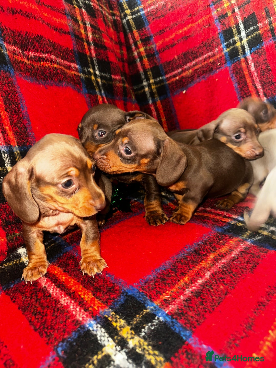Dachshund dogs for sale: 7 beautiful dashound puppys - Advert 4