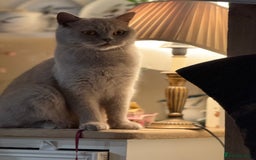 British Shorthair cats for sale: Lilac British Shorthair  - Image 3
