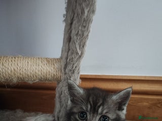 Munchkin cats - Advert 1