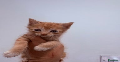 Mixed Breed cats - Advert 2